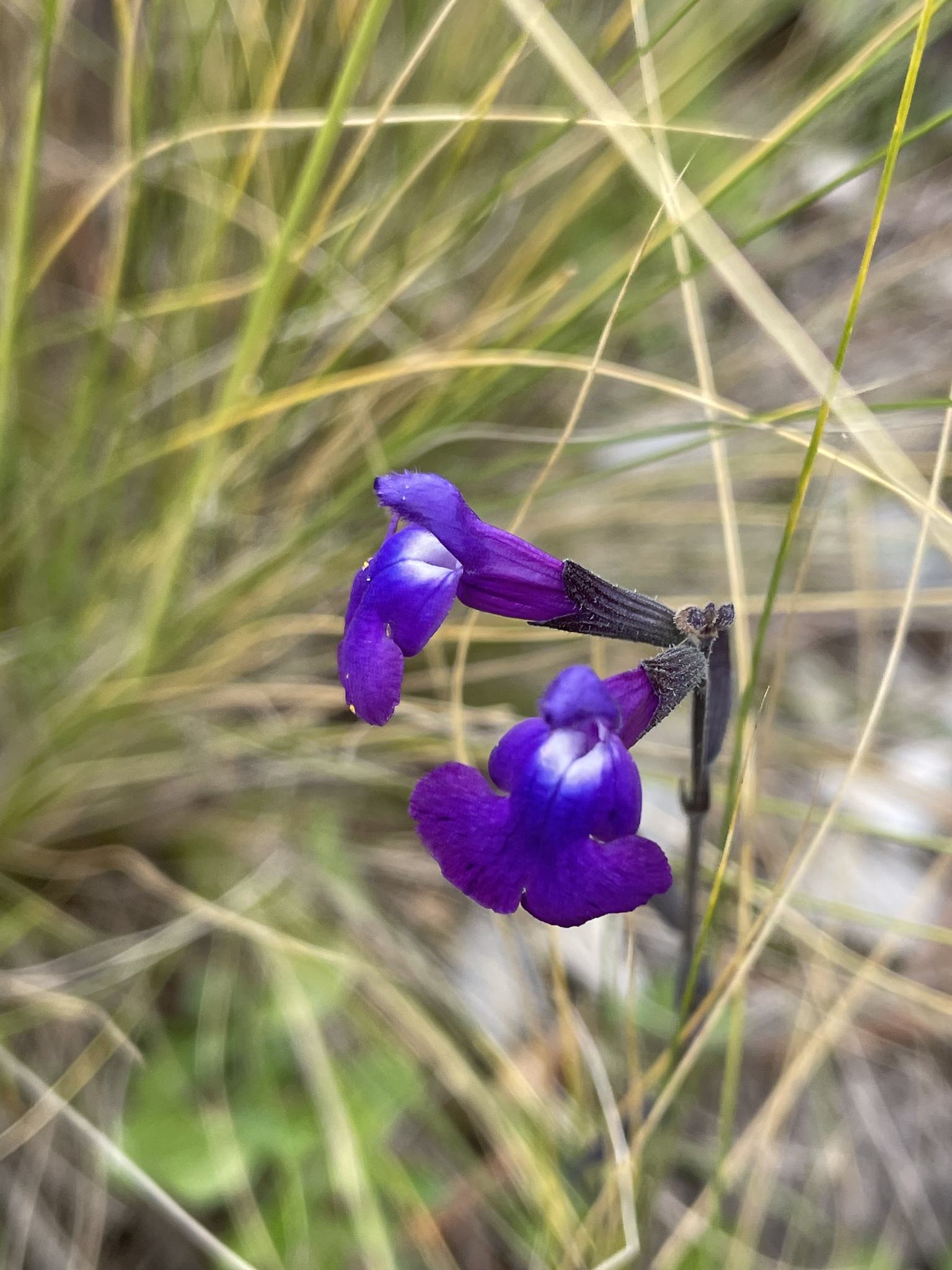 Salvia coahuilensis